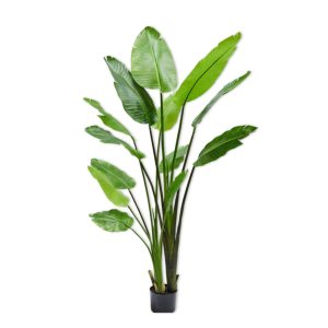 Annefleur's Strelitzia 235 cm