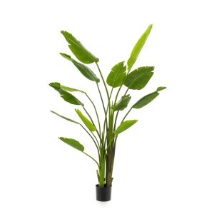 Annefleur's Strelitzia 180 cm