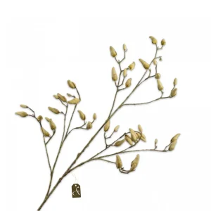 Magnolia tak