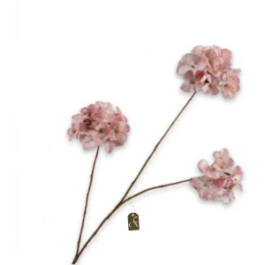 Hortensia tak Old Pink S