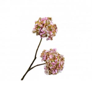 Hortensia bollen