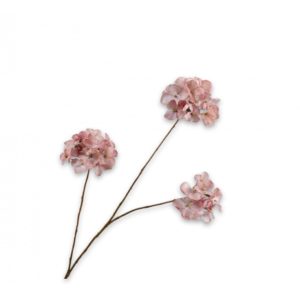 Hortensia tak Old Pink S
