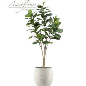Annefleur's Ficus 210 cm