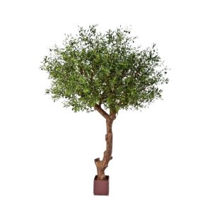 Annefleur's Olijboom Trunk 270 cm