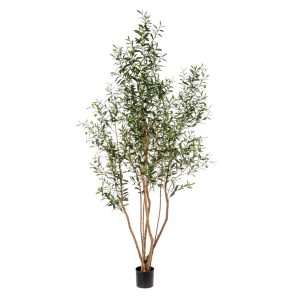 Annefleur's Olijboom Wild 220 cm
