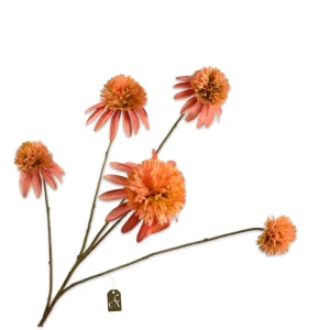 RUDBECKIA TAK ZALM
