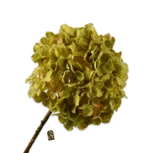 HORTENSIA STEEL GROEN