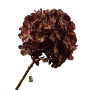 HORTENSIA STEEL ROOD/BRUIN