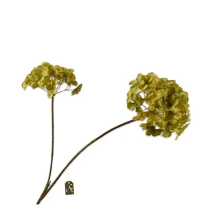 HORTENSIA TAK GROEN