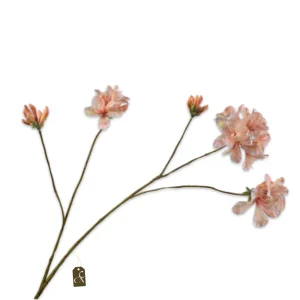 RHODODENDRON TAK PERZIK