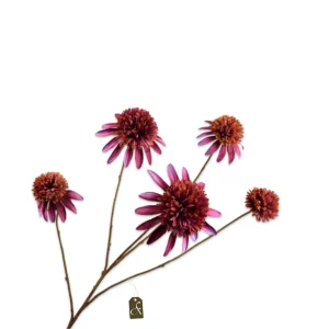 RUDBECKIA TAK PAARS