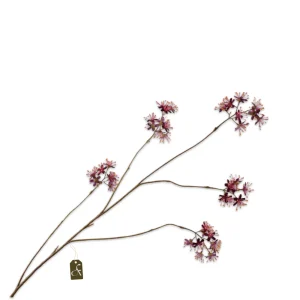 CAPPARIS TAK BORDEAUX