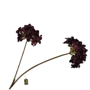 HORTENSIA TAK BORDEAUX